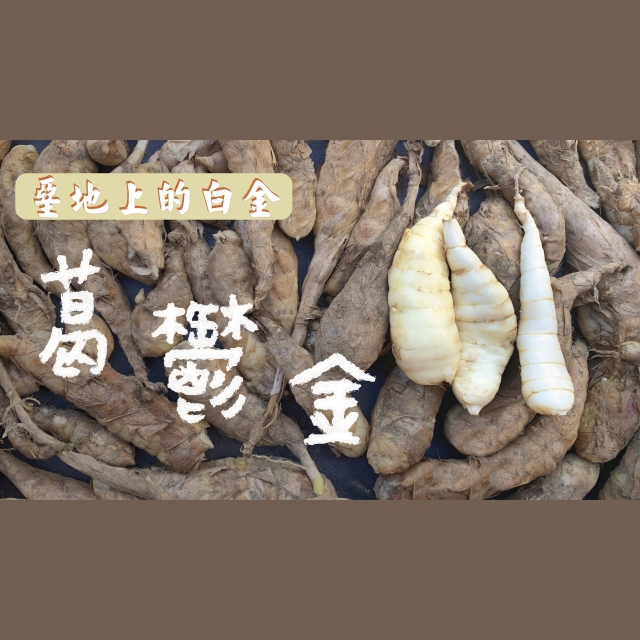 堊地上的白金-葛鬱金-話我家鄉微電影競賽