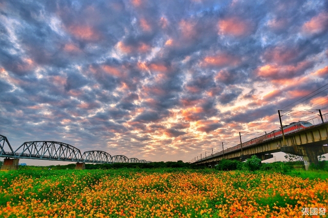 舊鐵橋河濱公園。花海紅霞列車-百年鐵橋‧風華再現-大樹舊鐵橋美照徵選