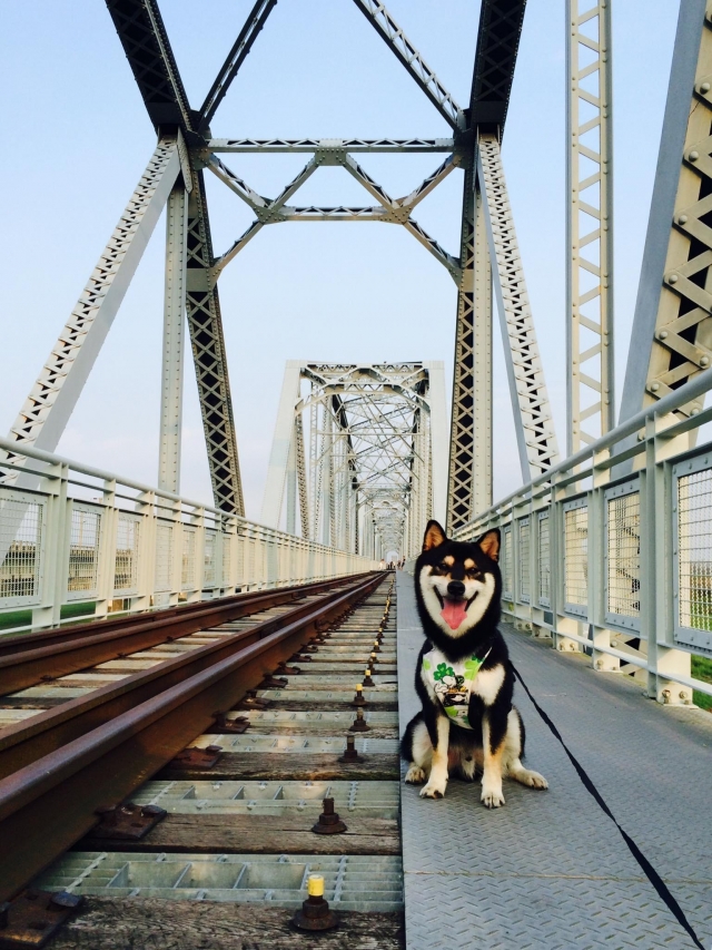 藍天、綠樹、紅橋、黑柴-百年鐵橋‧風華再現-大樹舊鐵橋美照徵選