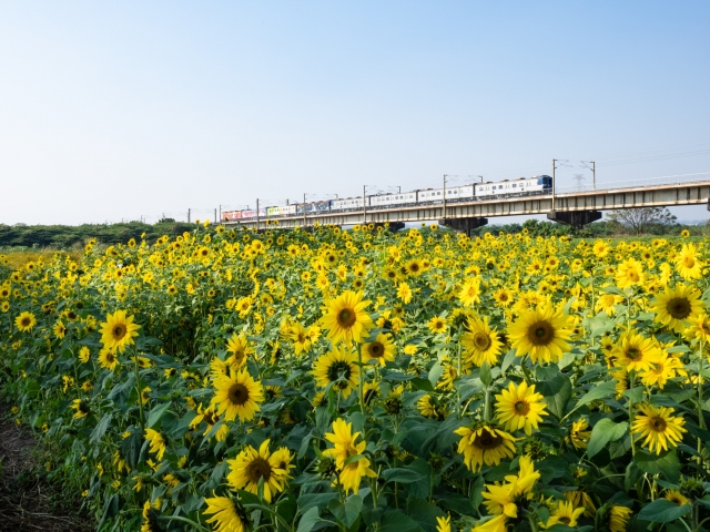 舊鐵橋&向日葵-百年鐵橋‧風華再現-大樹舊鐵橋美照徵選