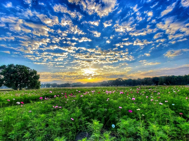 舊鐵橋濕地公園晨曦之美-百年鐵橋‧風華再現-大樹舊鐵橋美照徵選