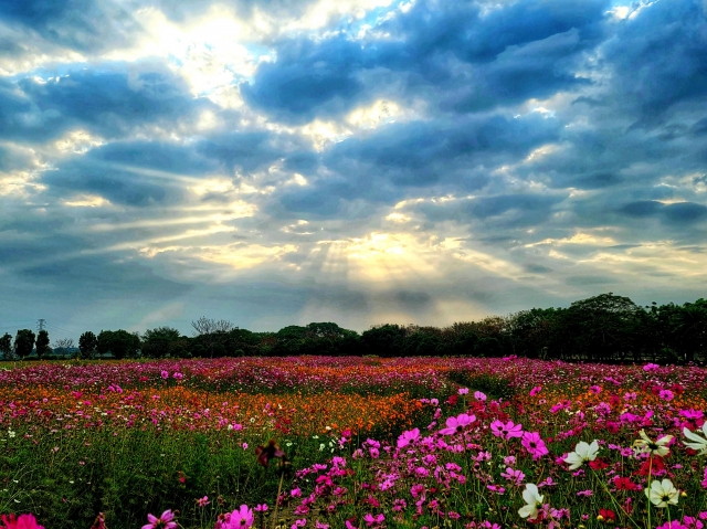 舊鐵橋濕地公園晨曦之美-百年鐵橋‧風華再現-大樹舊鐵橋美照徵選