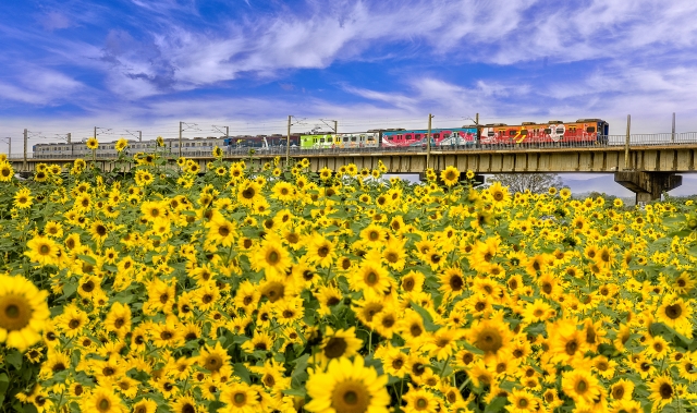 回家-百年鐵橋‧風華再現-大樹舊鐵橋美照徵選