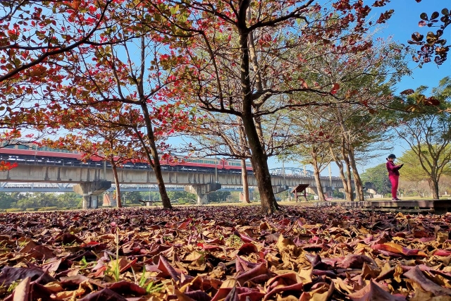 高屏溪舊鐵橋濕地公園之美-百年鐵橋‧風華再現-大樹舊鐵橋美照徵選