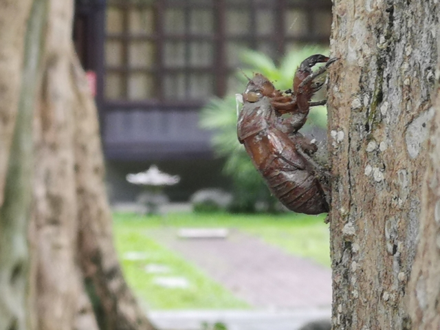 蟬與禪-我與花糖談的這場戀愛-攝影展