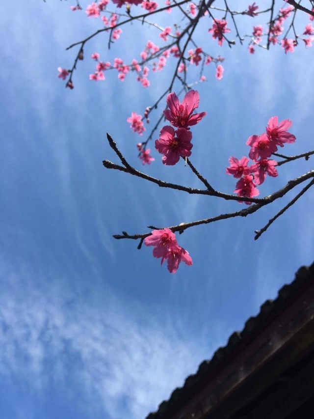日式木屋與盛開的櫻花-我與花糖談的這場戀愛-攝影展