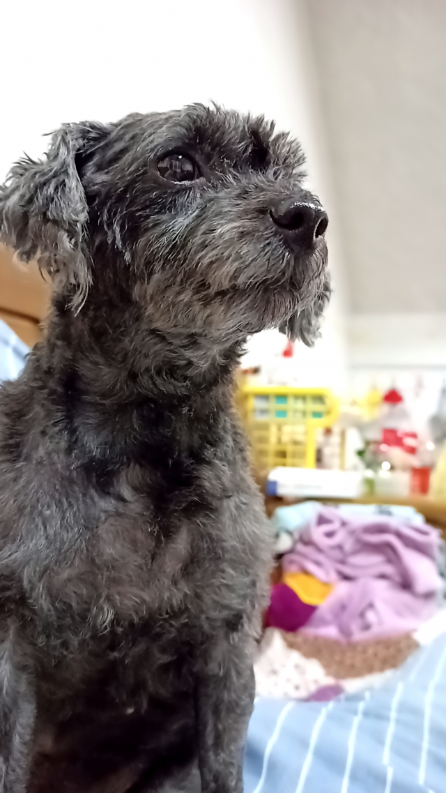 momo-  好肉7月代言人（下）｜【柯基】小坦克的告白