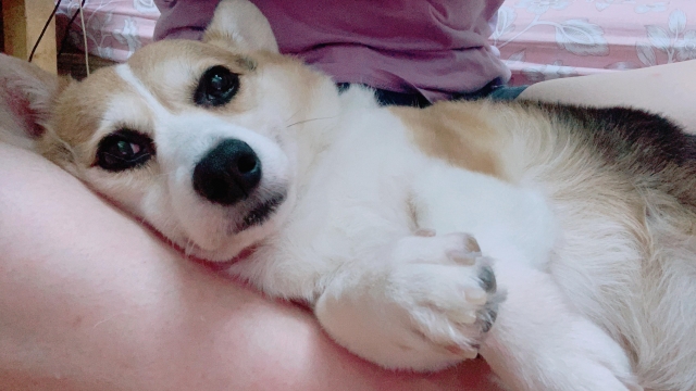 Abby-  好肉7月代言人（下）｜【柯基】小坦克的告白