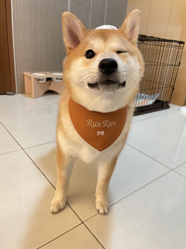 潤潤-好肉9月代言人｜可愛小戲精【柴犬】
