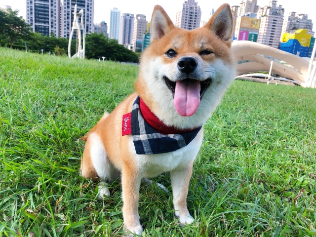 Yuni-好肉9月代言人｜可愛小戲精【柴犬】