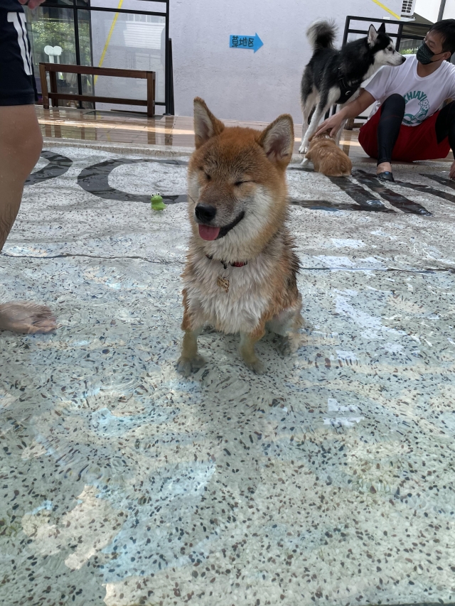 糰仔-好肉9月代言人｜可愛小戲精【柴犬】
