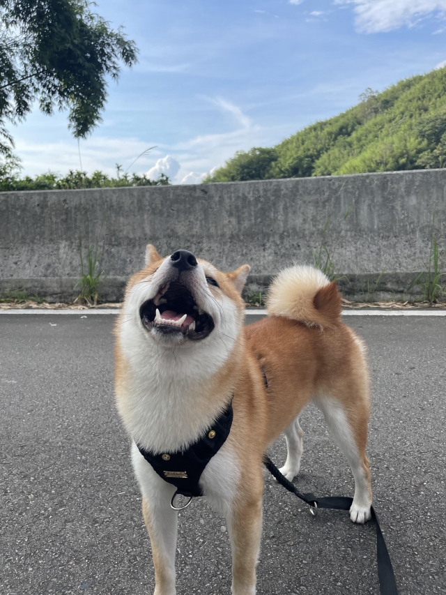 Haru-好肉9月代言人｜可愛小戲精【柴犬】