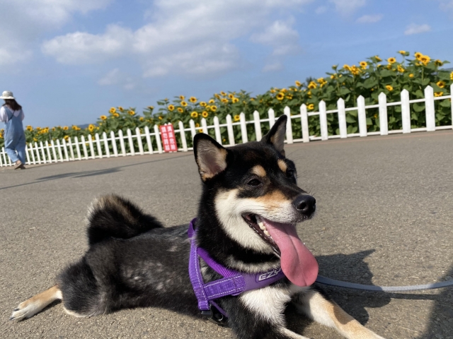 麻糬-好肉9月代言人｜可愛小戲精【柴犬】
