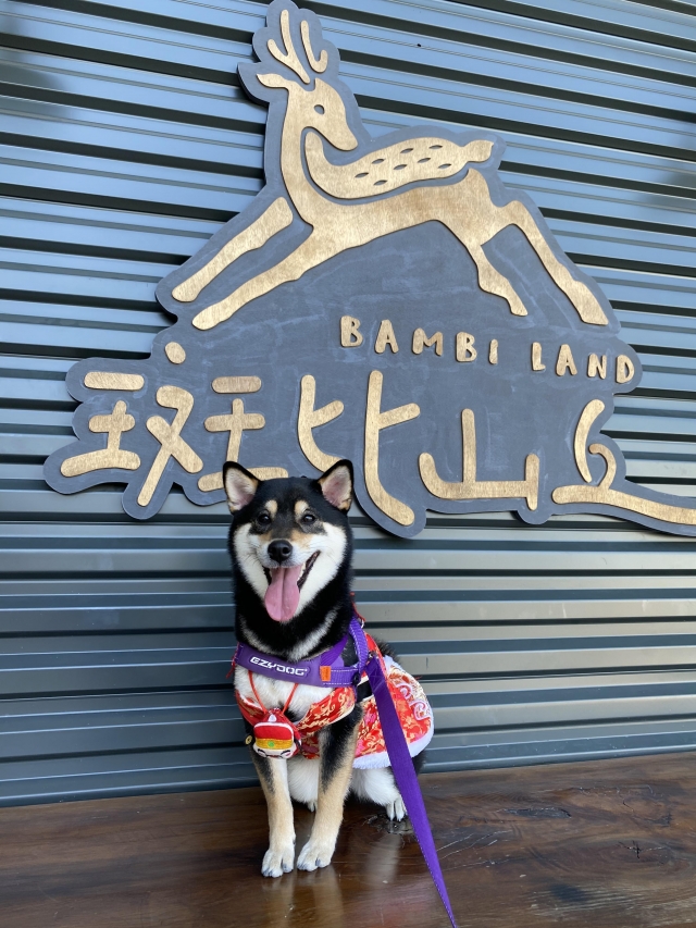 麻糬-好肉9月代言人｜可愛小戲精【柴犬】