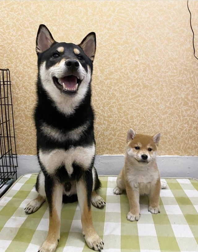 茶葉蛋-八蛋&茶姆-好肉9月代言人｜可愛小戲精【柴犬】