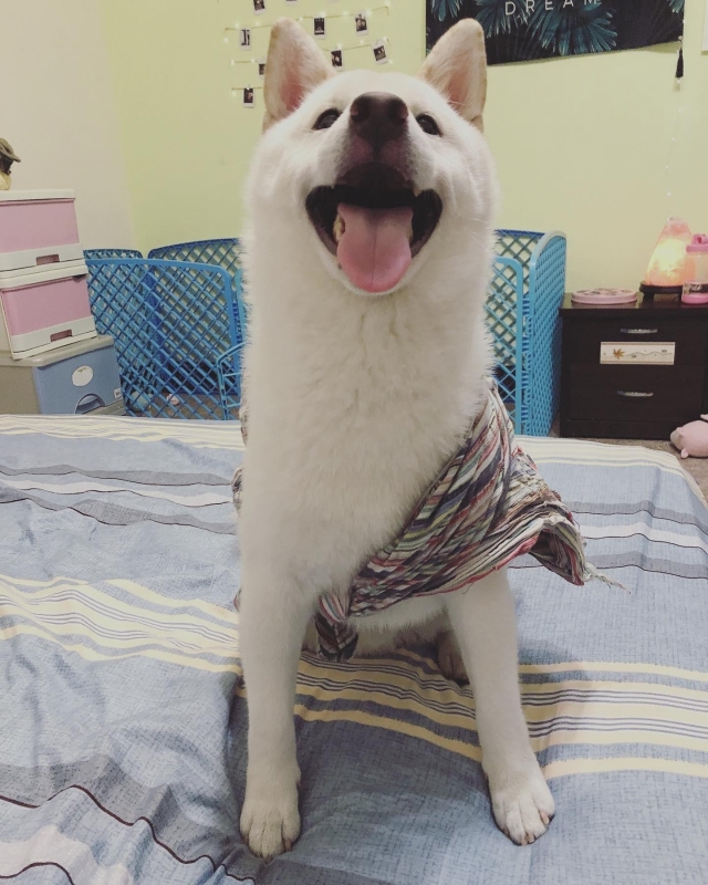 爆Q-好肉9月代言人｜可愛小戲精【柴犬】