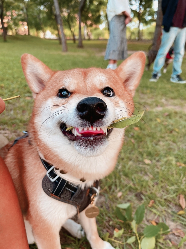 Winnie-好肉9月代言人｜可愛小戲精【柴犬】