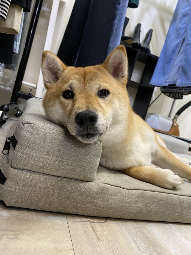 Miso-好肉9月代言人｜可愛小戲精【柴犬】