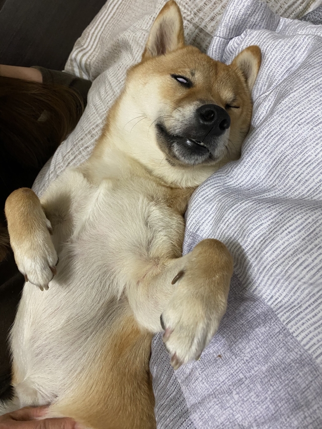 Miso-好肉9月代言人｜可愛小戲精【柴犬】