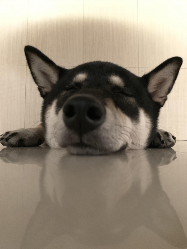 澎柑-好肉9月代言人｜可愛小戲精【柴犬】