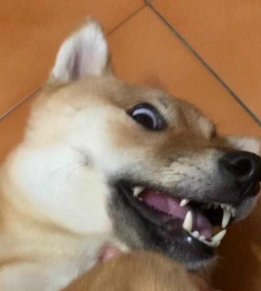 Miso-好肉9月代言人｜可愛小戲精【柴犬】