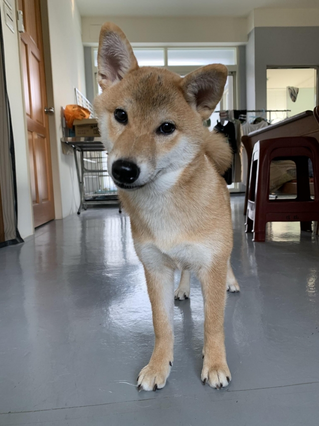 ㄏㄏ-好肉9月代言人｜可愛小戲精【柴犬】