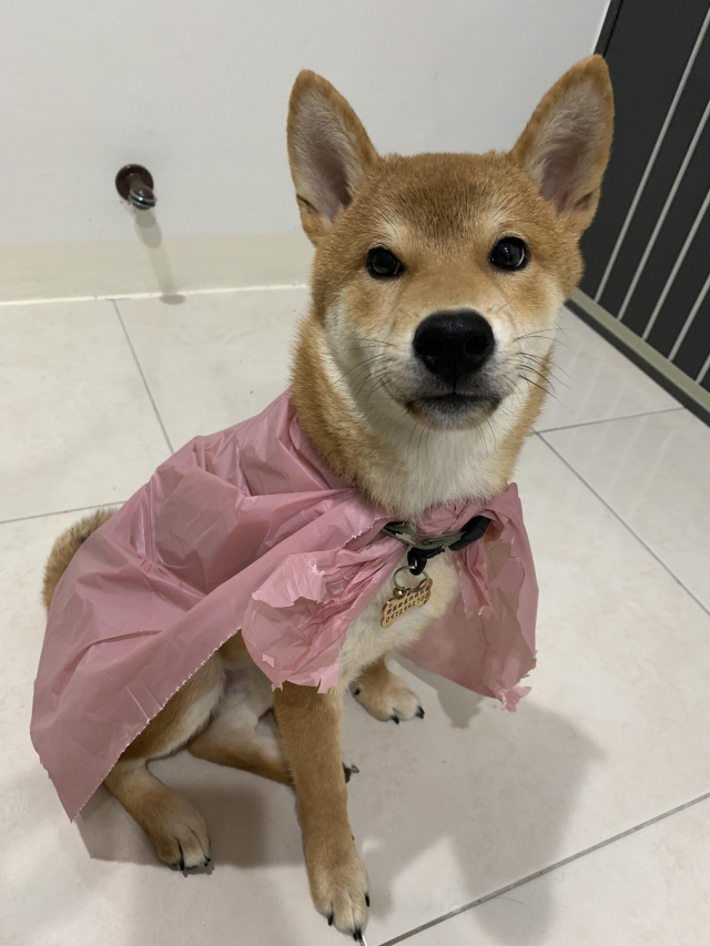 仔仔-好肉9月代言人｜可愛小戲精【柴犬】