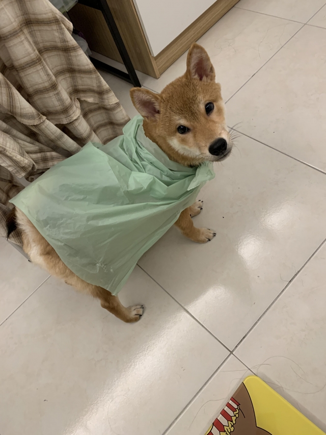 仔仔-好肉9月代言人｜可愛小戲精【柴犬】