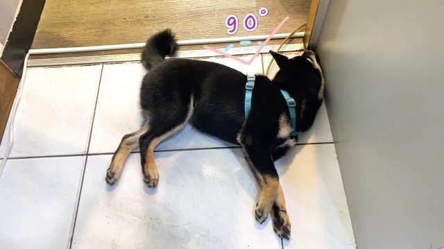 鐵支-好肉9月代言人｜可愛小戲精【柴犬】