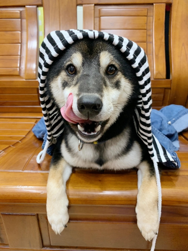 珍珠-好肉9月代言人｜可愛小戲精【柴犬】