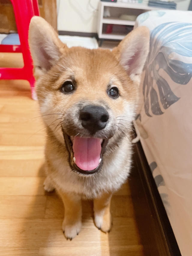 豆皮-好肉9月代言人｜可愛小戲精【柴犬】