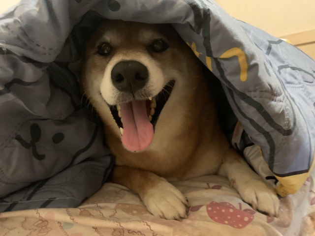 財哥-好肉9月代言人｜可愛小戲精【柴犬】