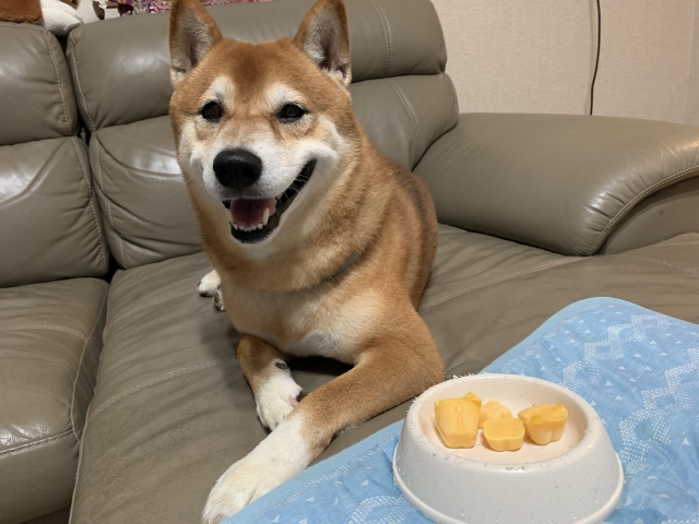 財哥-好肉9月代言人｜可愛小戲精【柴犬】