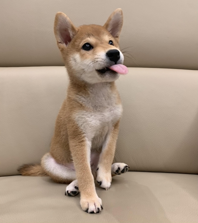 憨吉-好肉9月代言人｜可愛小戲精【柴犬】