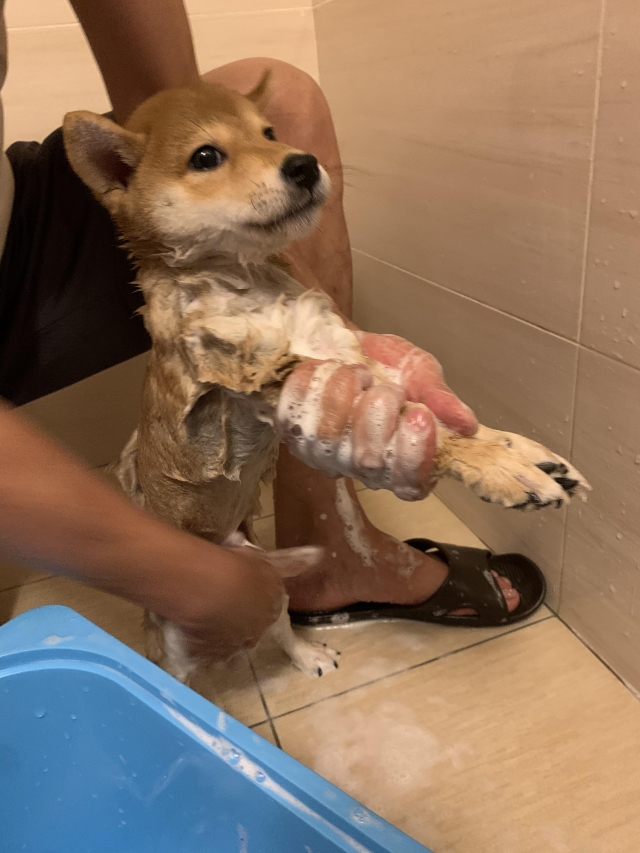 憨吉-好肉9月代言人｜可愛小戲精【柴犬】