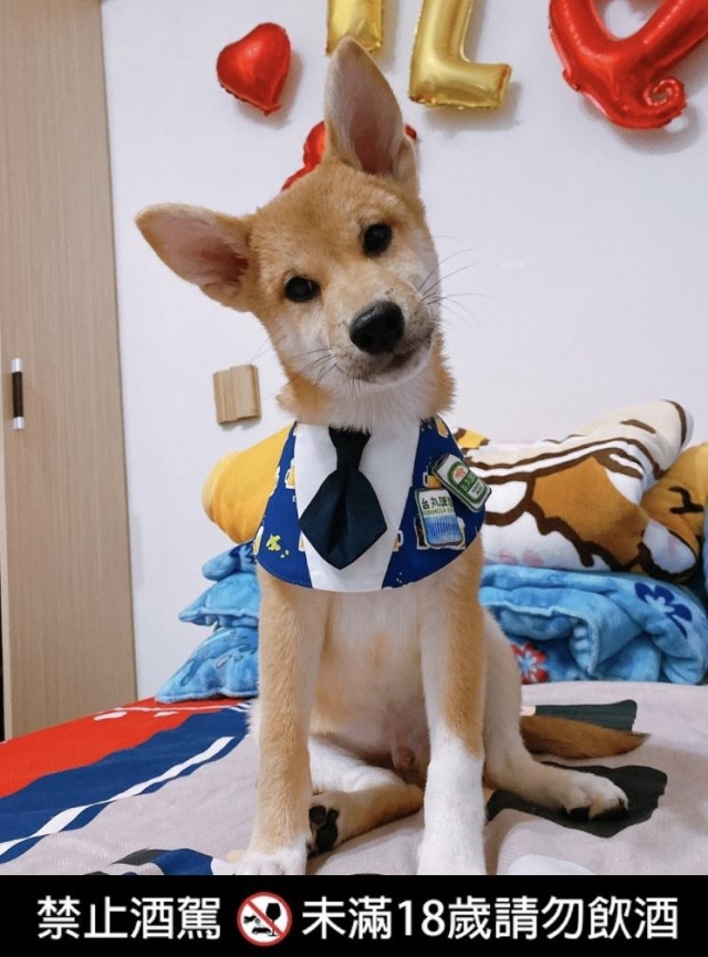 Q醬-好肉9月代言人｜可愛小戲精【柴犬】