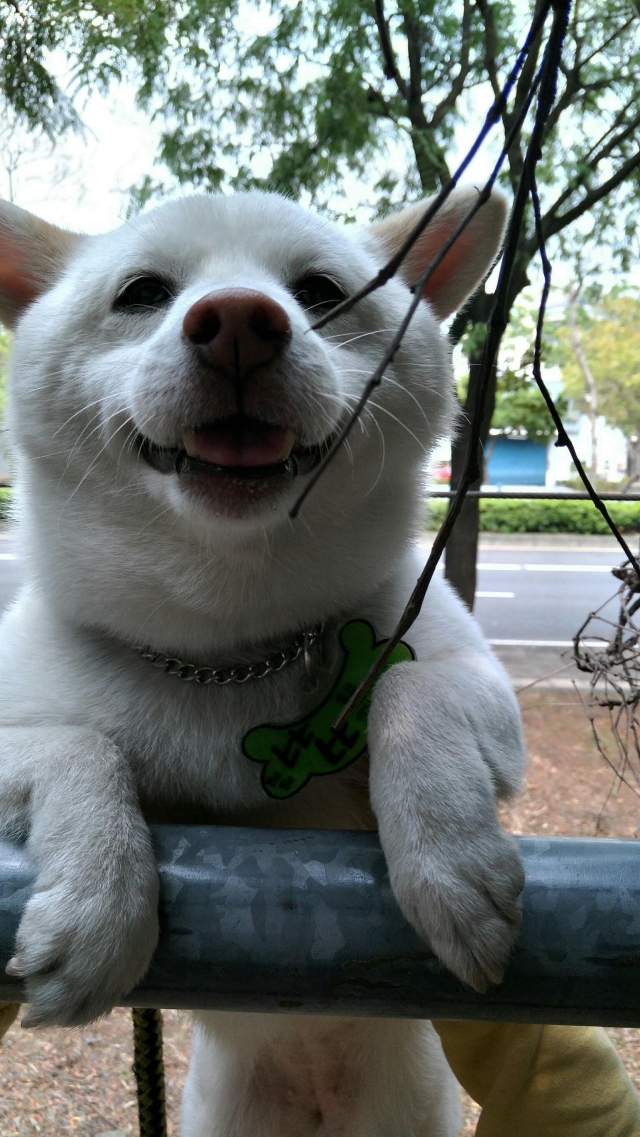比比-好肉9月代言人｜可愛小戲精【柴犬】