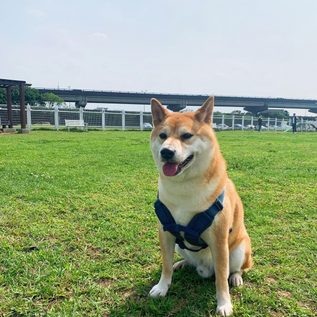 Simon-好肉9月代言人｜可愛小戲精【柴犬】