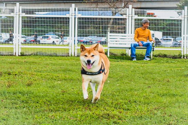Simon-好肉9月代言人｜可愛小戲精【柴犬】