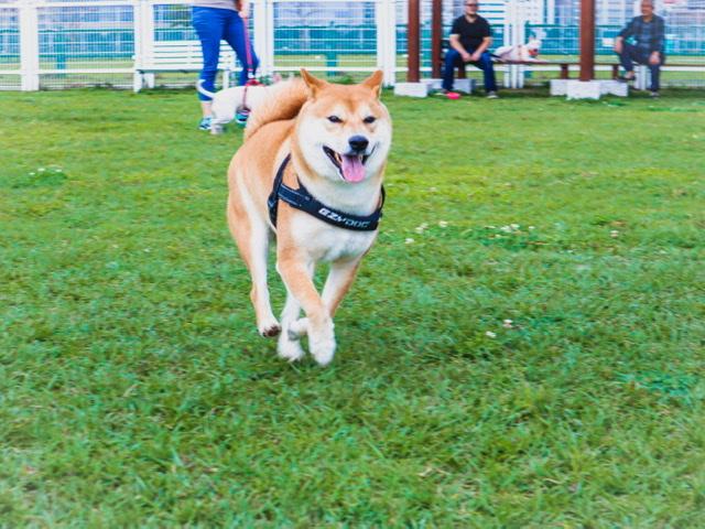 Simon-好肉9月代言人｜可愛小戲精【柴犬】