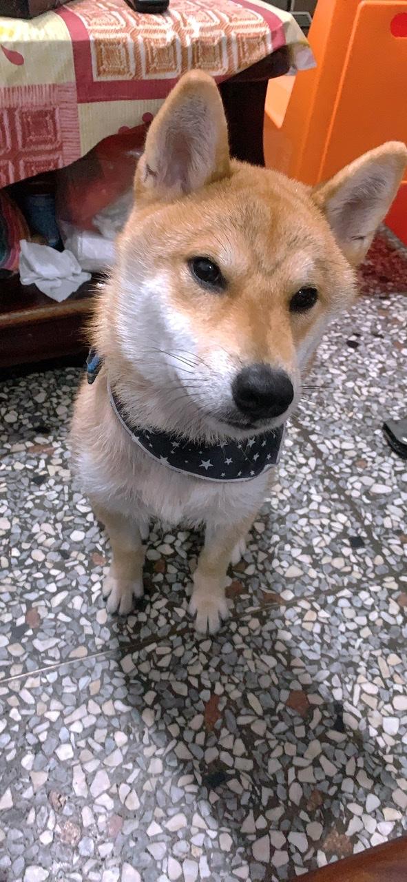 奶茶-好肉9月代言人｜可愛小戲精【柴犬】