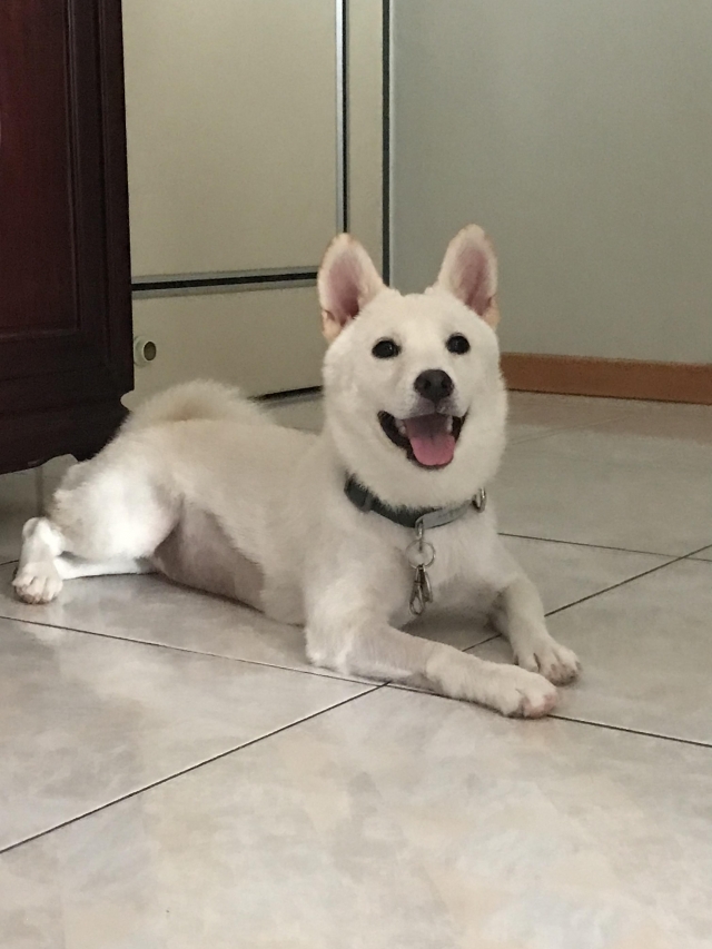 團團-好肉9月代言人｜可愛小戲精【柴犬】