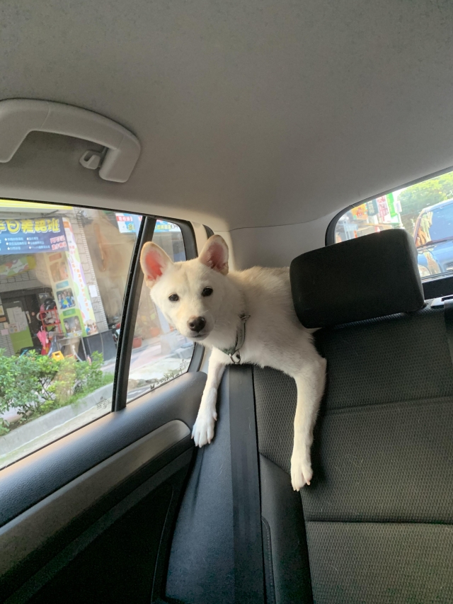 團團-好肉9月代言人｜可愛小戲精【柴犬】
