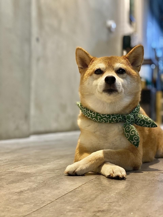 熊熊-好肉9月代言人｜可愛小戲精【柴犬】