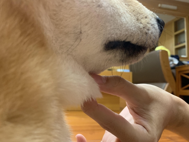 Paddle-好肉9月代言人｜可愛小戲精【柴犬】