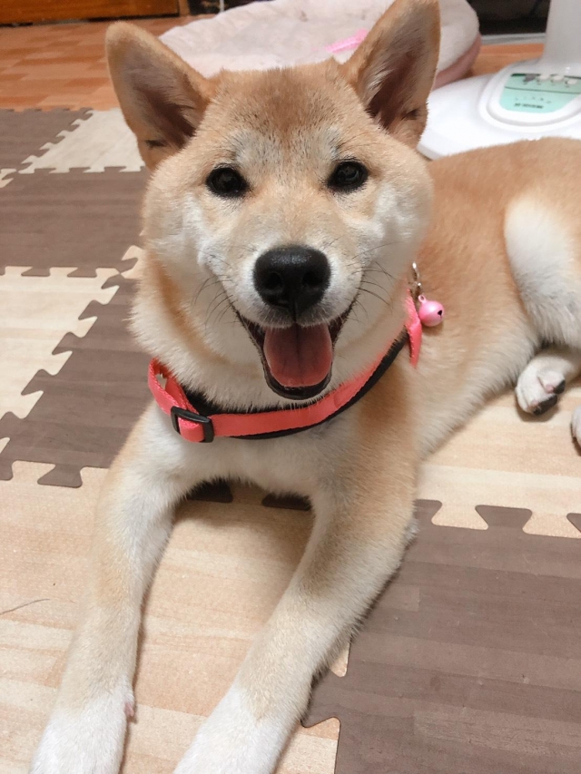 滷蛋-好肉9月代言人｜可愛小戲精【柴犬】