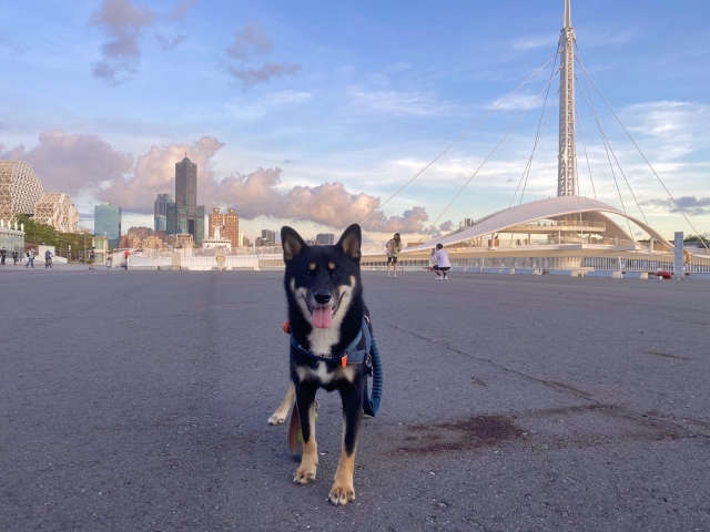 Yuki-好肉9月代言人｜可愛小戲精【柴犬】