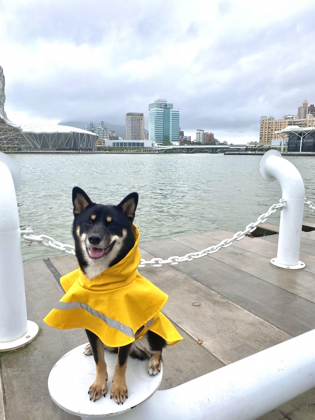 Yuki-好肉9月代言人｜可愛小戲精【柴犬】