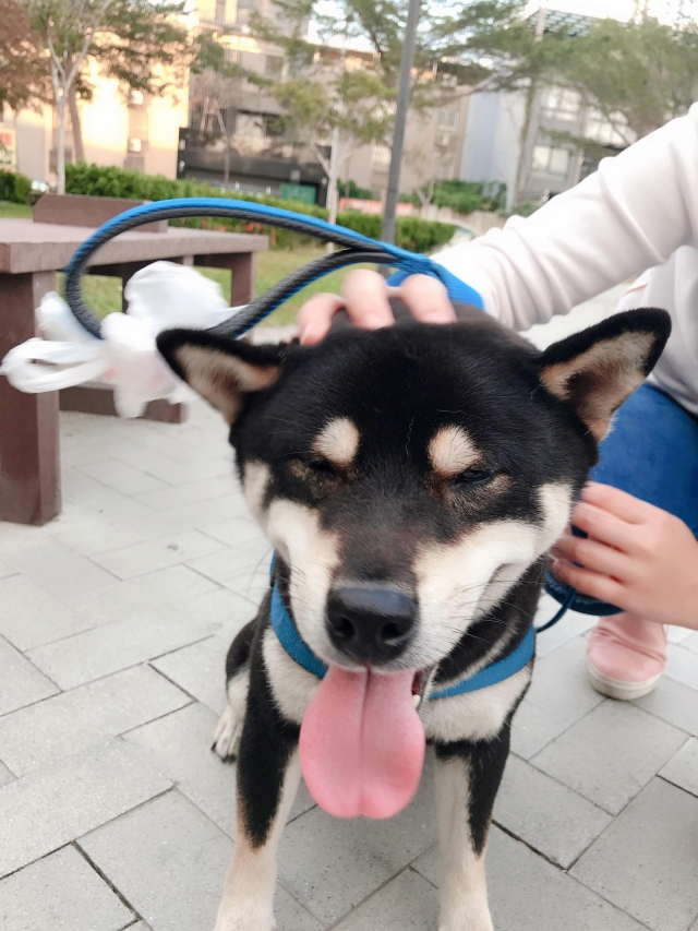 乖乖-好肉9月代言人｜可愛小戲精【柴犬】