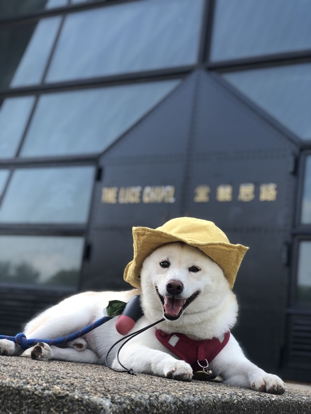 米T-好肉9月代言人｜可愛小戲精【柴犬】